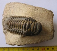 /album/kepgaleria-fenykepgaleria2/trilobita-crotalocephalo-gibbus-1-2-jpg/
